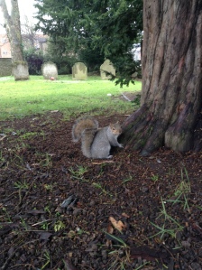 small town experience, squirrel in Potters Bar